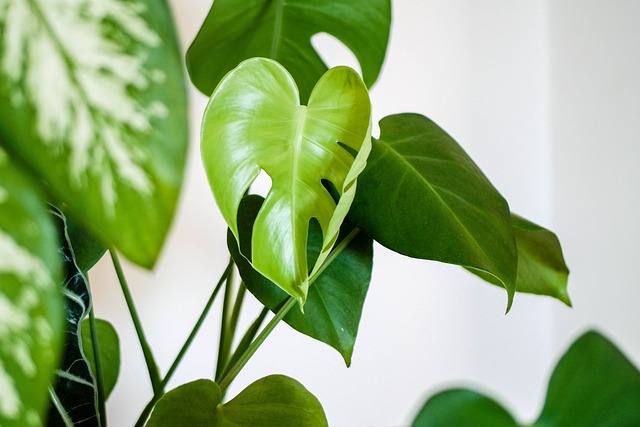 plant-4427146_640